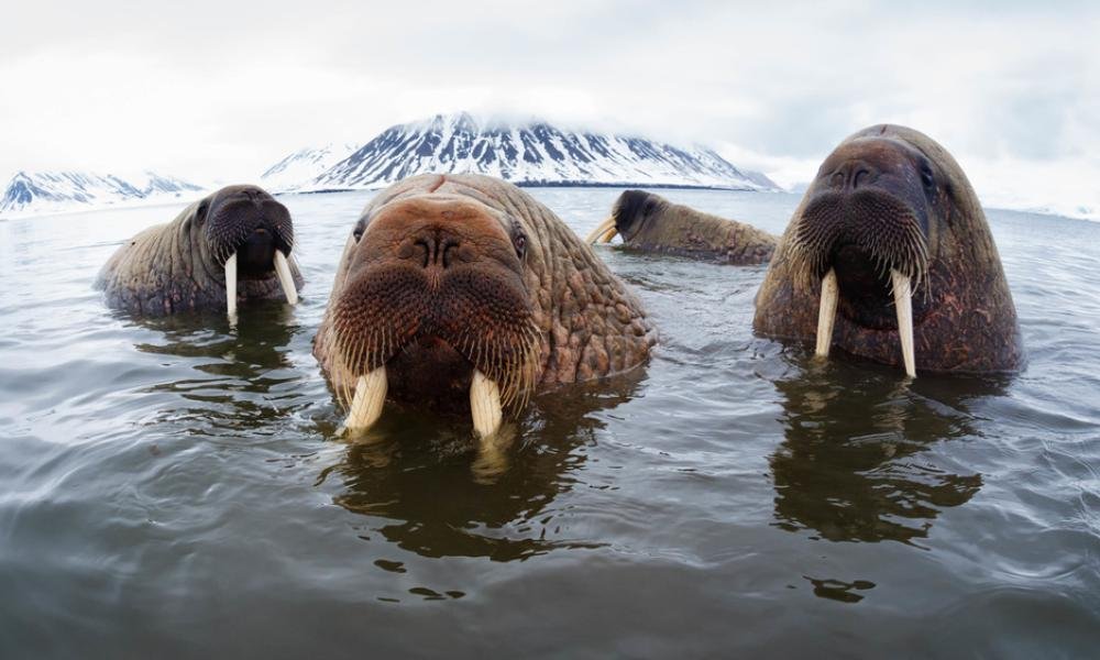 Walrus from Space
