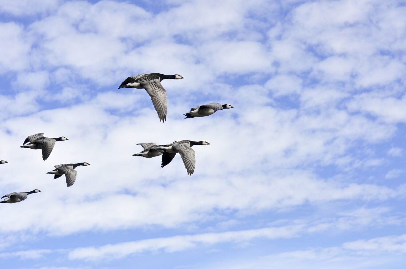 A bad year for barnacle geese and eider ducks in Kongsfjorden