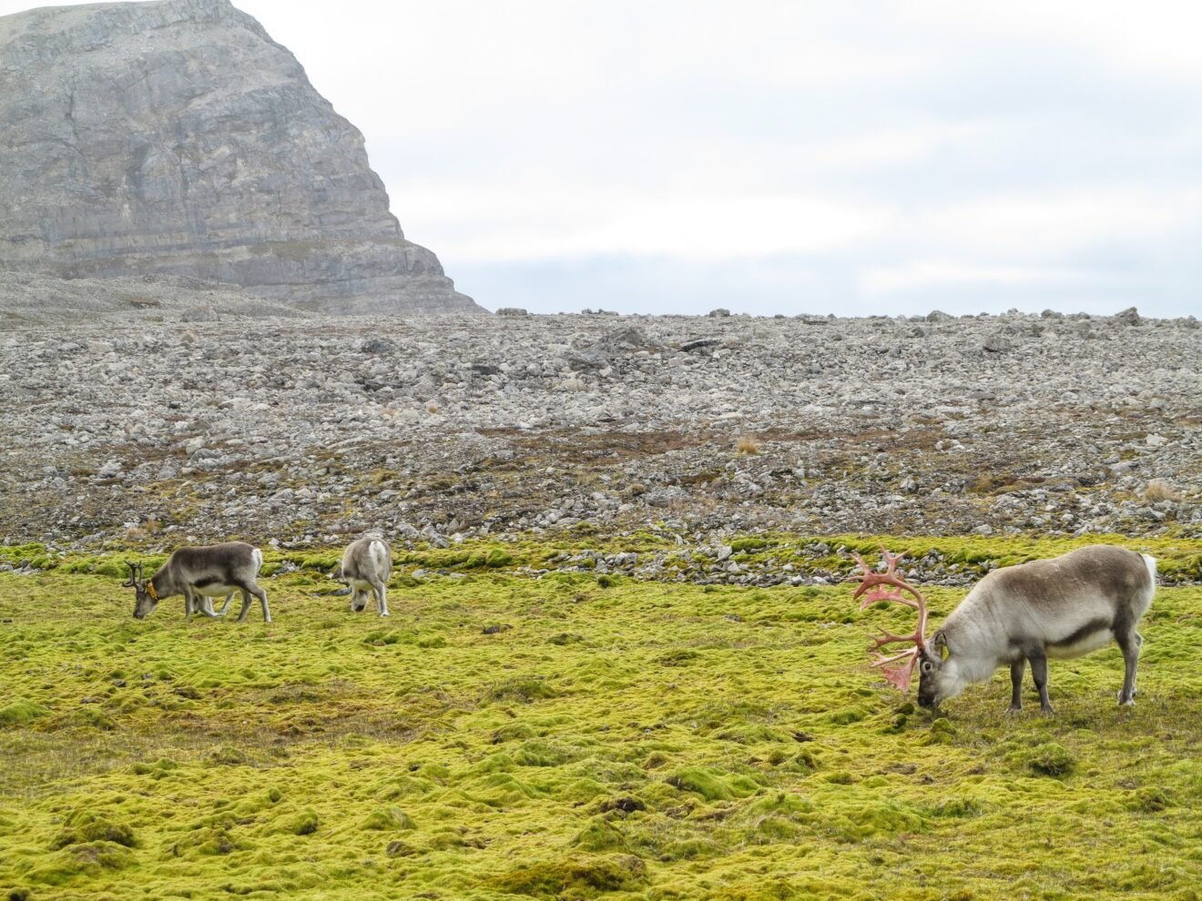 The Svalbard reindeer around Ny-Ålesund have been counted - summer season 2022!