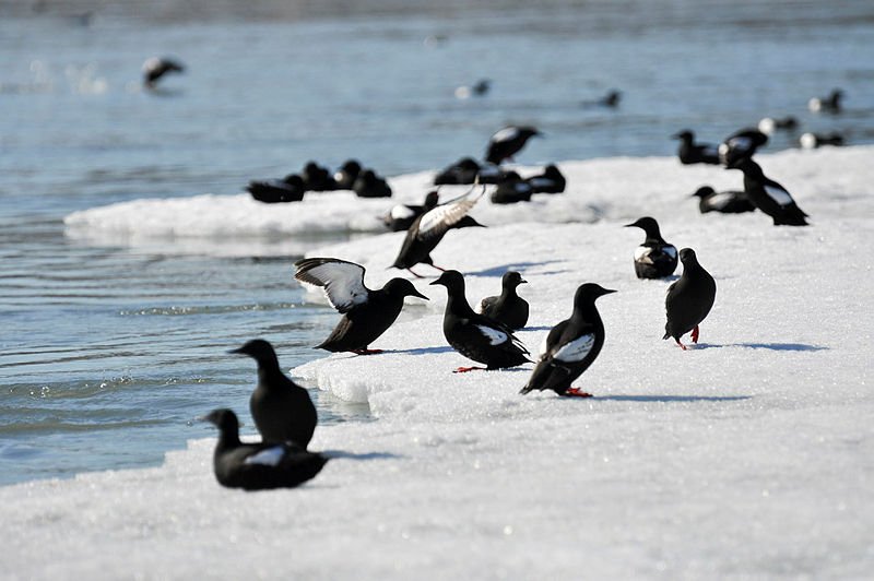 New article out on Black guillemots and seabirds in Kongsfjorden!
