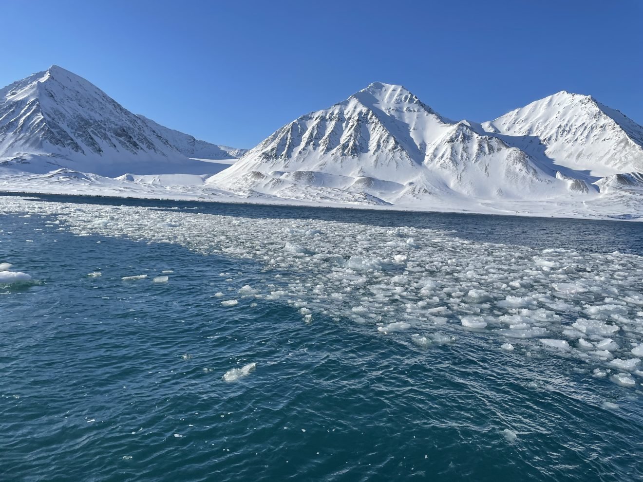 New benthic habitats in Kongsfjorden?