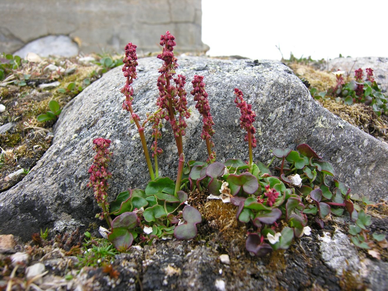 How does vascular plants respond to global warming?