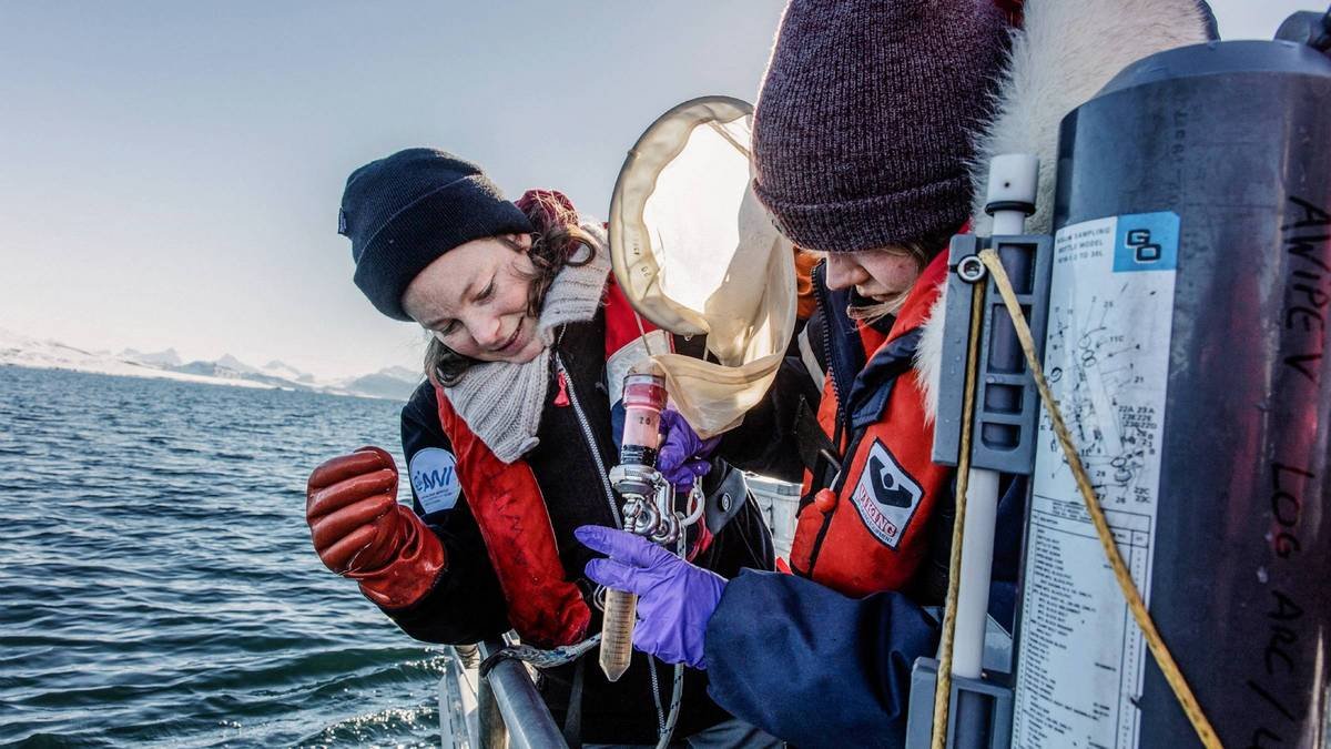 Unveiling the Mysteries of Arctic Phytoplankton's Response to Heatwaves