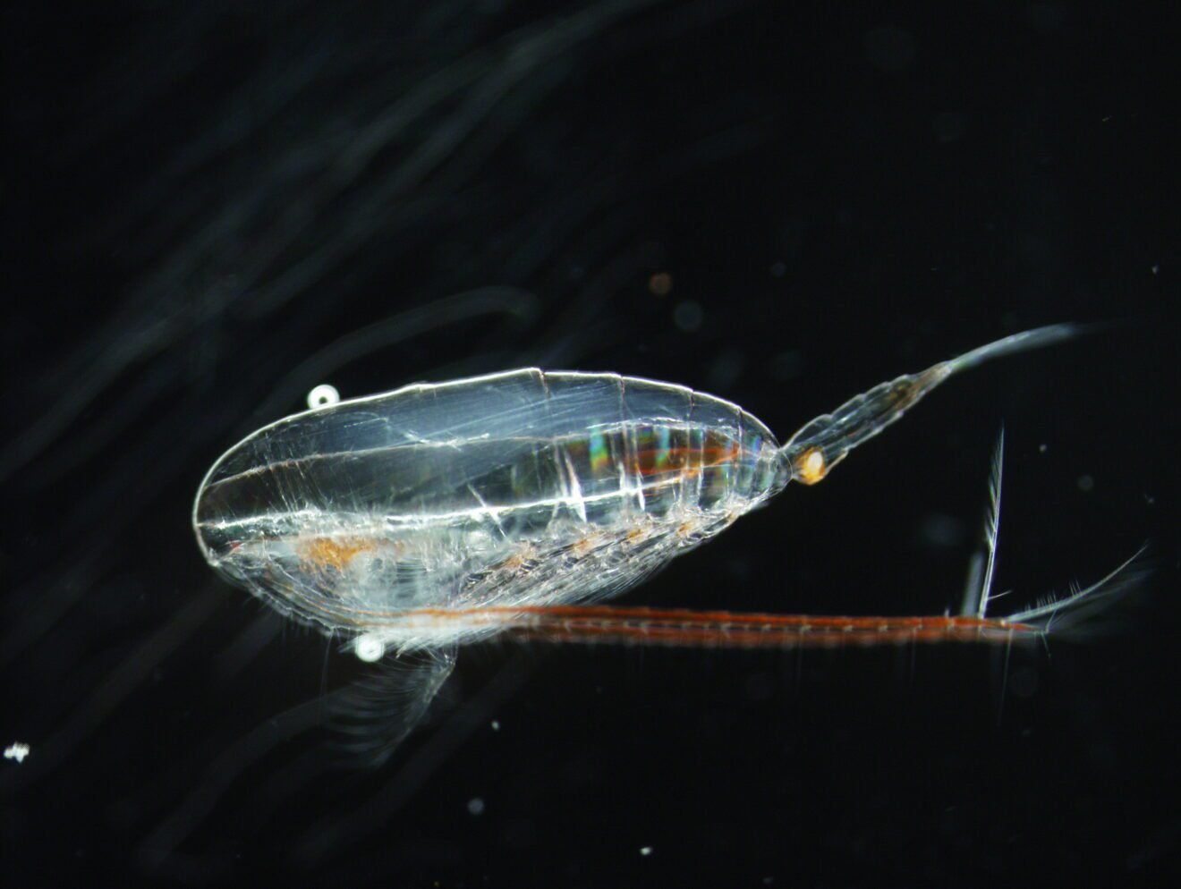 Start of year-round ecosystem sampling in Kongsfjorden